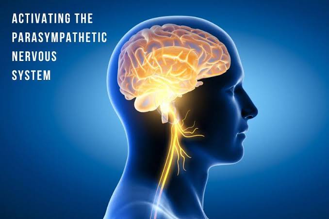 The Parasympathetic Trigger: Why Exhaling Longer Than You Inhale Instantly Lowers Heart Rate